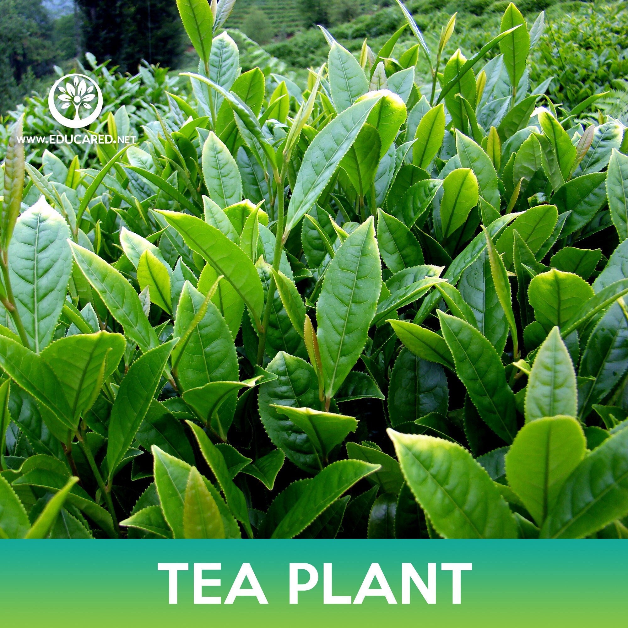 Tea Plant Seeds - Etsy