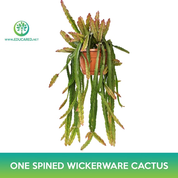 One‑spined Wickerware Cactus Seeds, Acanthorhipsalis Monacantha - Etsy