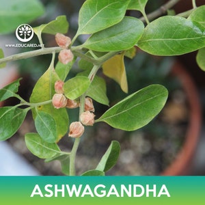 May include: Close-up of a green Ashwagandha plant with brown seed pods. The plant is in a pot and the background is blurred.  www.educared.net