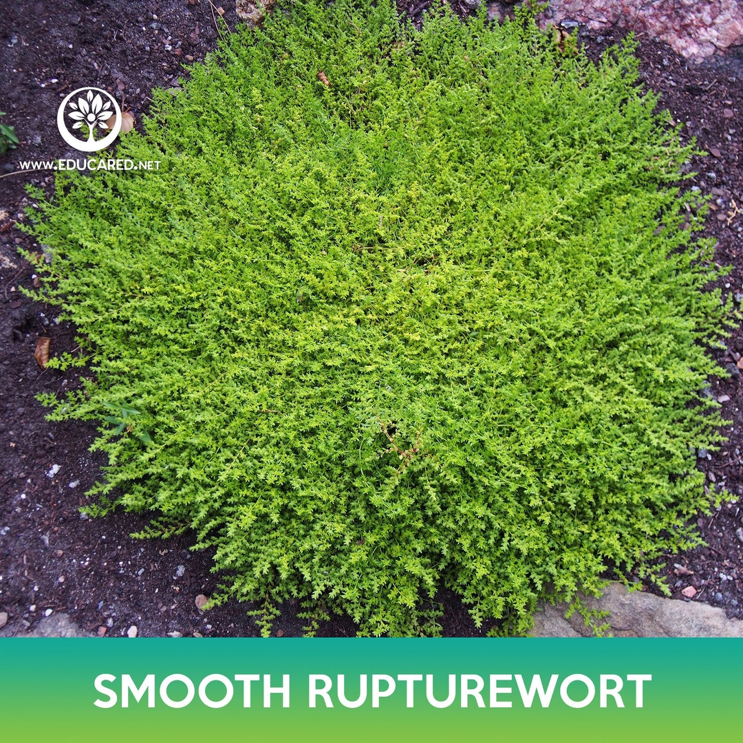 Smooth Rupturewort Groundcover Seeds, Green Carpet, Herniaria Glabra Etsy