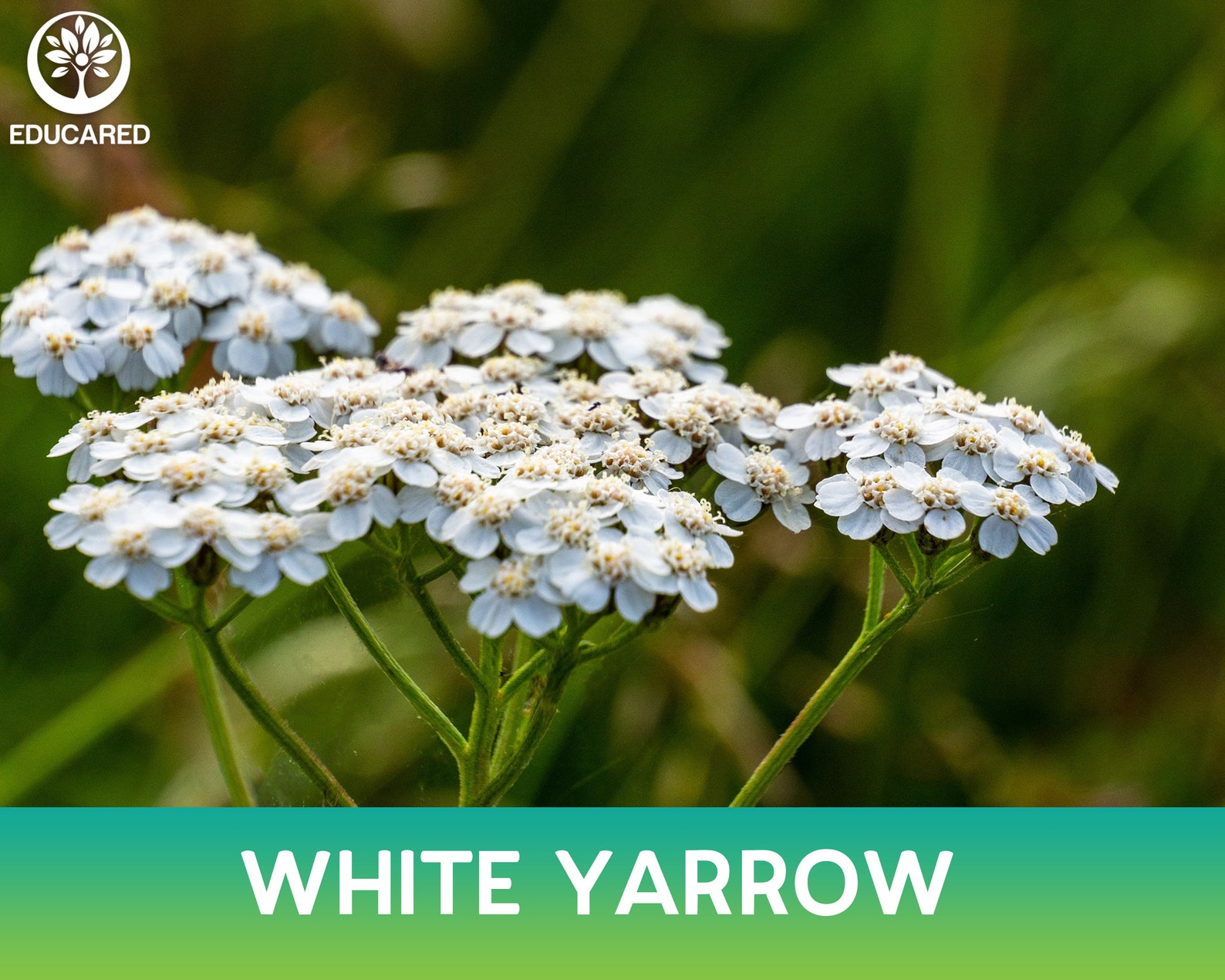 White Yarrow Organic Seed Common Yarrow Achillea Etsy