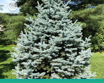 Colorado Blue Spruce Tree Seeds
