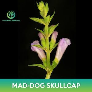 Mad-Dog Skullcap Seeds, Scutellaria lateriflora