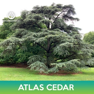 Atlas Cedar Tree Seeds, Cedrus libani subsp. atlantica image 4