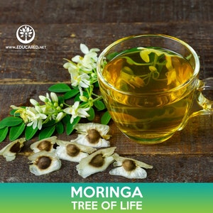 Może przedstawiać: Filiżanka herbaty z moringi z kwiatami i nasionami moringi na drewnianej powierzchni. Pod obrazem widnieje tekst "Moringa Tree of Life".