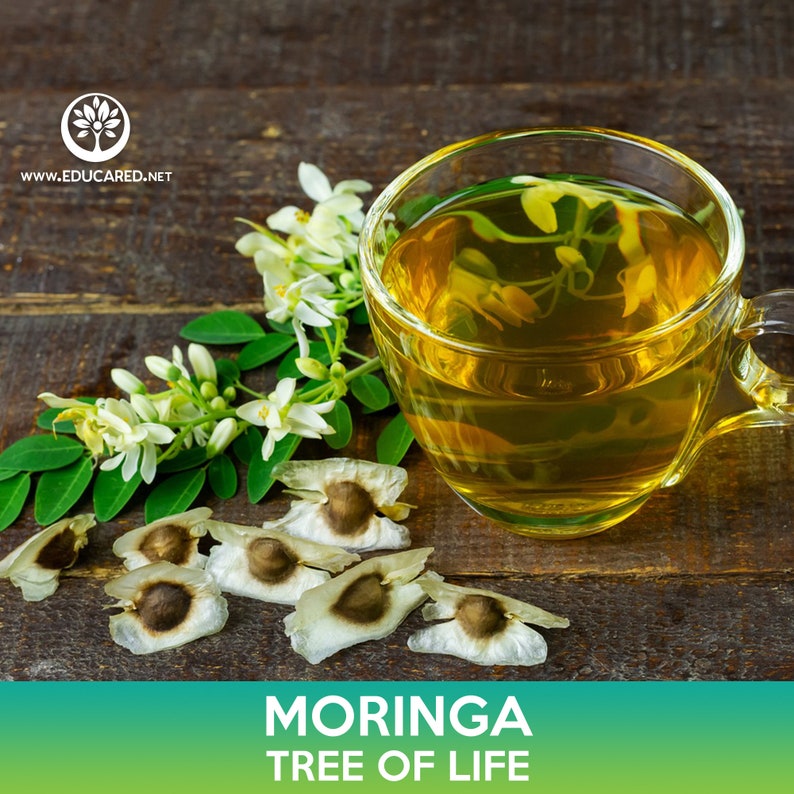 Może przedstawiać: Filiżanka herbaty z moringi z kwiatami i nasionami moringi na drewnianej powierzchni. Pod obrazem widnieje tekst "Moringa Tree of Life".