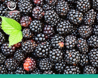 May include: A close-up image of a large group of ripe blackberries. The blackberries are arranged in a random pattern, with some of the berries overlapping each other. The blackberries are a deep, rich black color, and they have a glossy sheen. The blackberries are surrounded by a single green leaf.