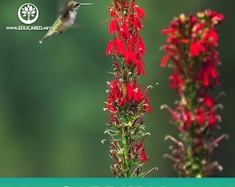 Cardinal Flower Seeds