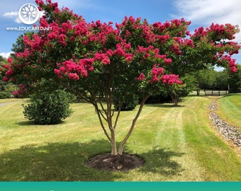 Crepe Myrtle Tree Seeds
