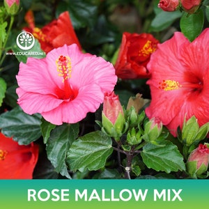 May include: A close-up of a rose mallow mix plant with pink and red flowers. The flowers have yellow centers and are surrounded by green leaves.