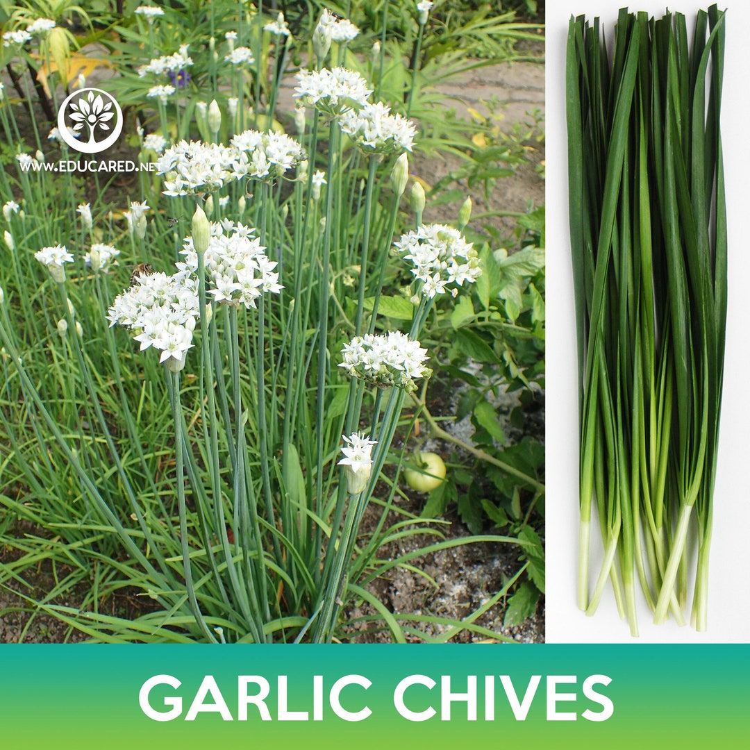 Amazing Garlic Chives Seeds Photosnull