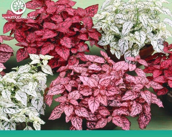 Polka Dot Plant Mix Seeds