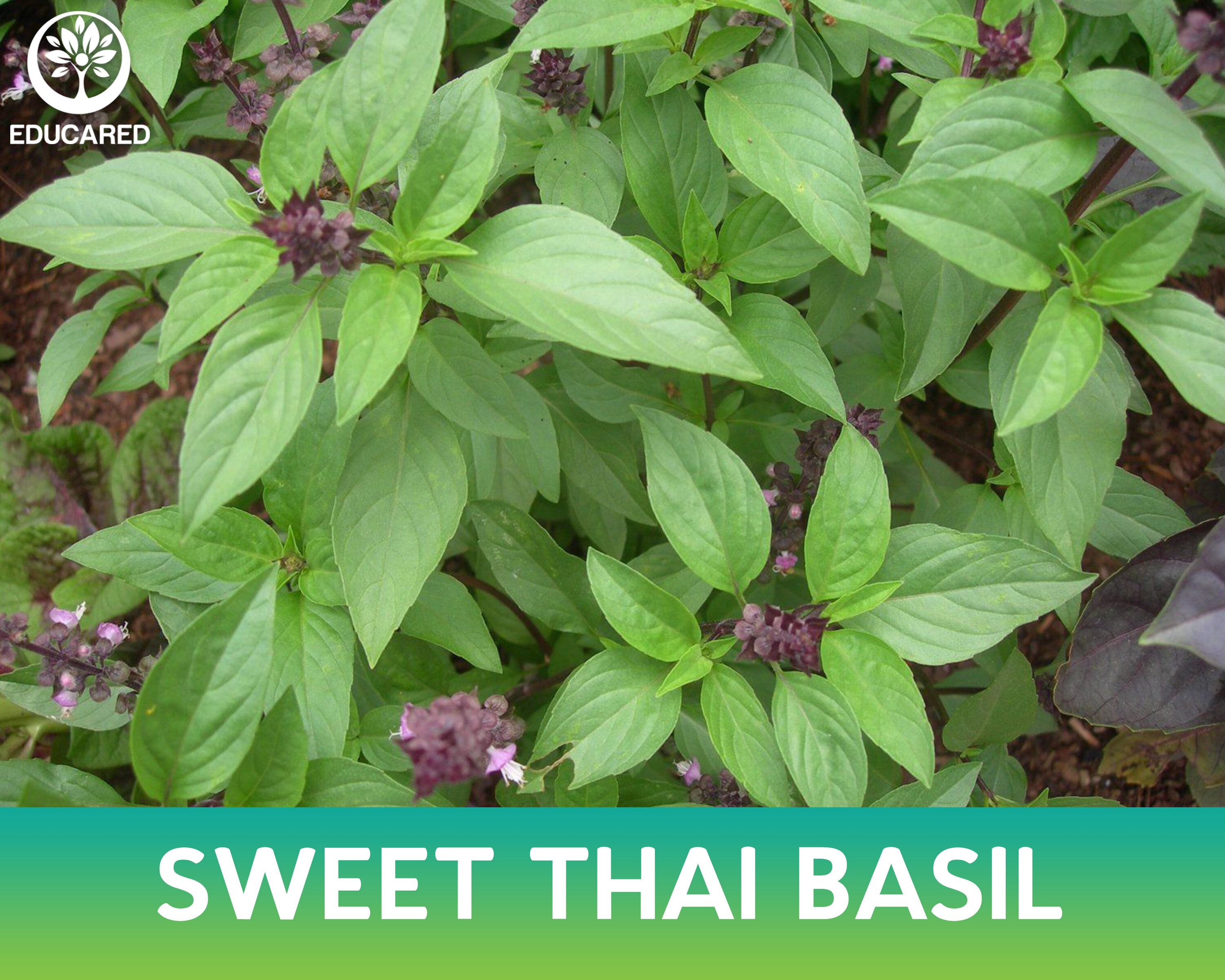 Базилик это однолетнее растение. Базилик однолетнее или многолетнее растение. Базилик цветок комнатный. Базилик бархатисто-черный. Базилик мелколистный.