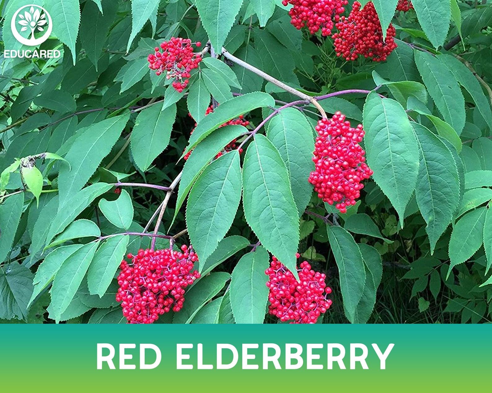 Red Elderberry Organic Seed Fruit Seeds Perennial Plant Etsy
