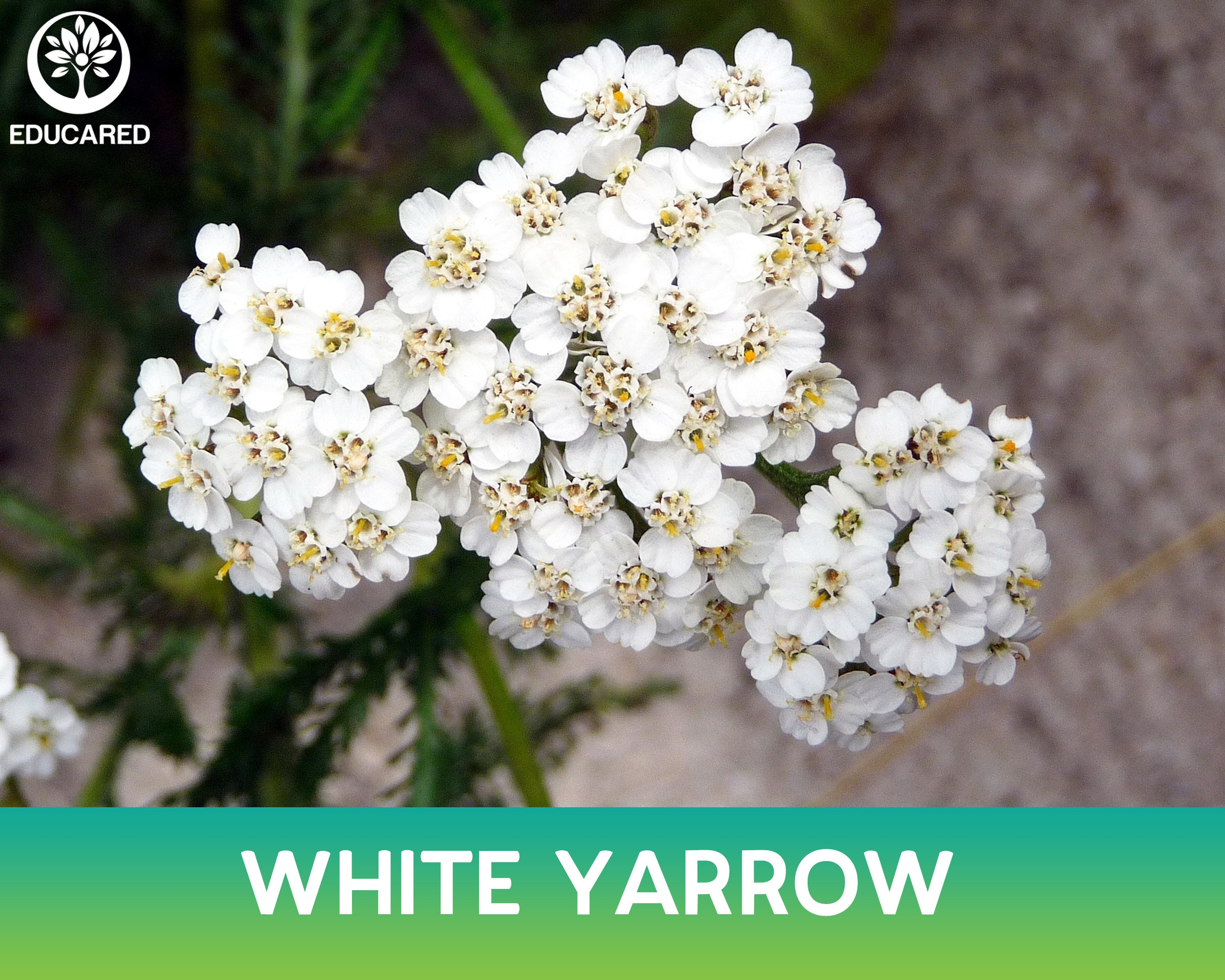White Yarrow Organic Seed Common Yarrow Achillea Etsy