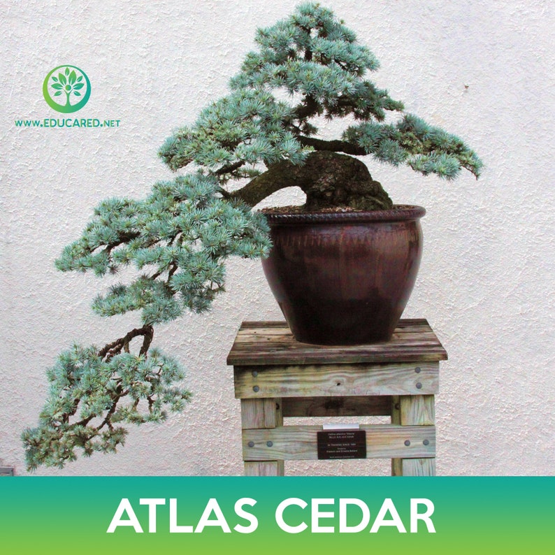 Atlas Cedar Tree Seeds, Cedrus libani subsp. atlantica image 3