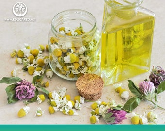 Roman Chamomile Flower Seeds