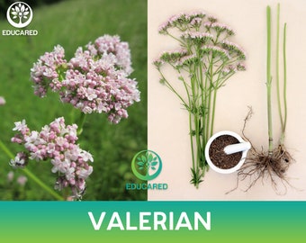 100+ Seeds Valerian seeds Valeriana Officinalis Great Sleep Aid 100+ Seeds Valerian seeds Valeriana Officinalis Great Sleep Aid