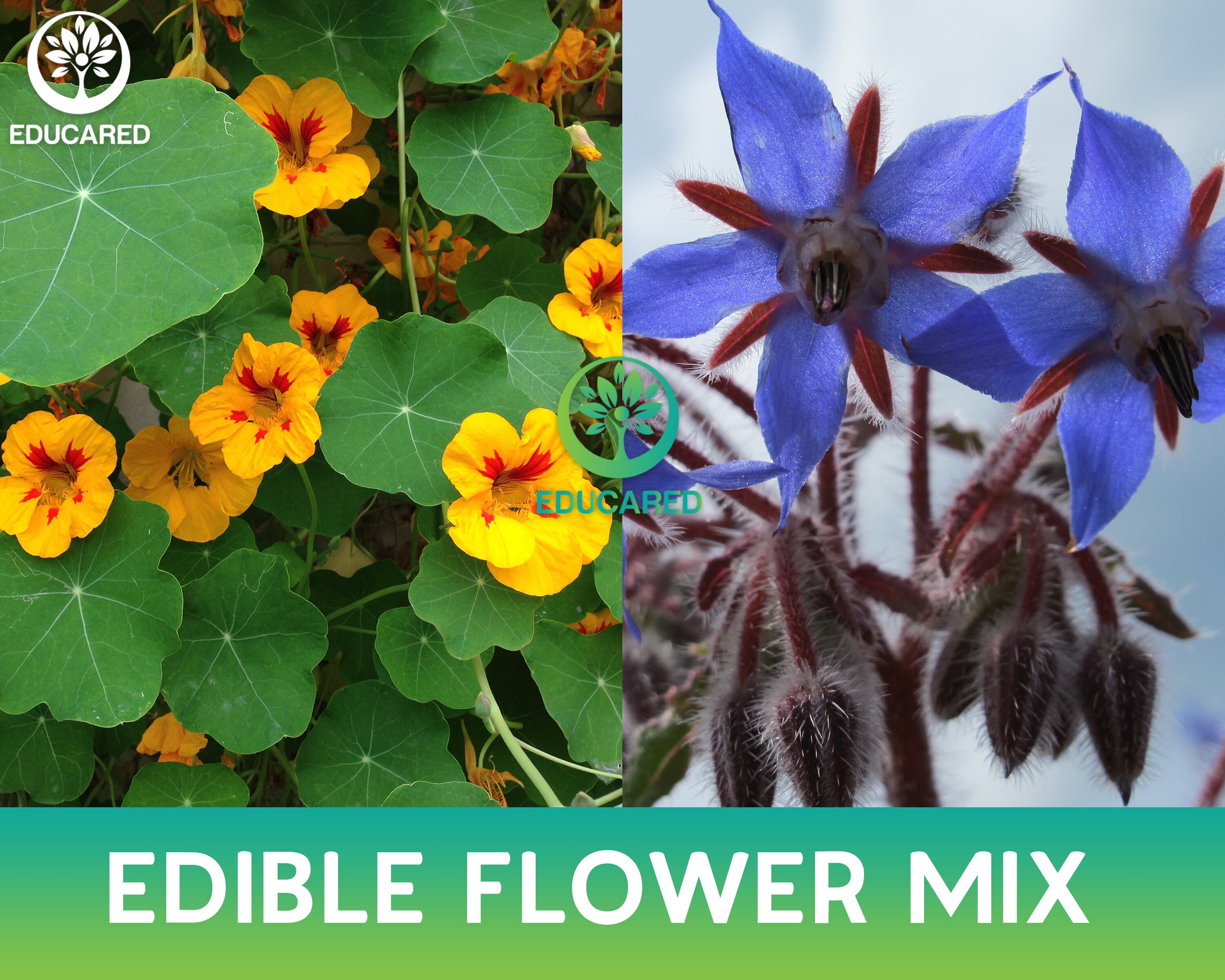 Edible Wildflowers Mix Organic Seeds Flower Seeds Annual Etsy Ireland