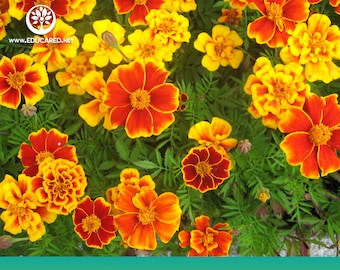 French Marigold Flower Mix Seeds