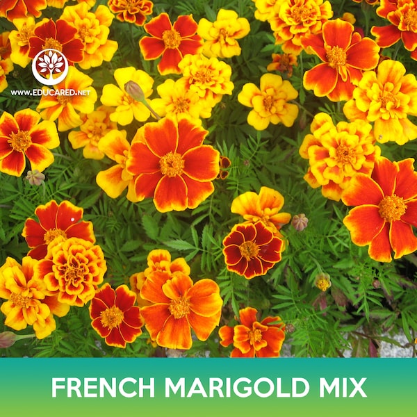 French Marigold Flower Mix Seeds