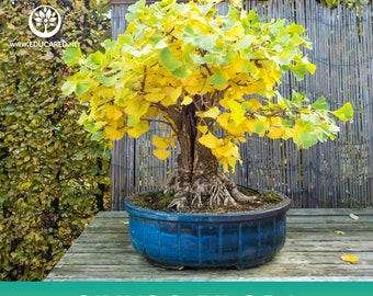 Ginkgo Biloba Tree Seeds