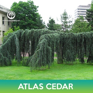 Atlas Cedar Tree Seeds, Cedrus libani subsp. atlantica image 2