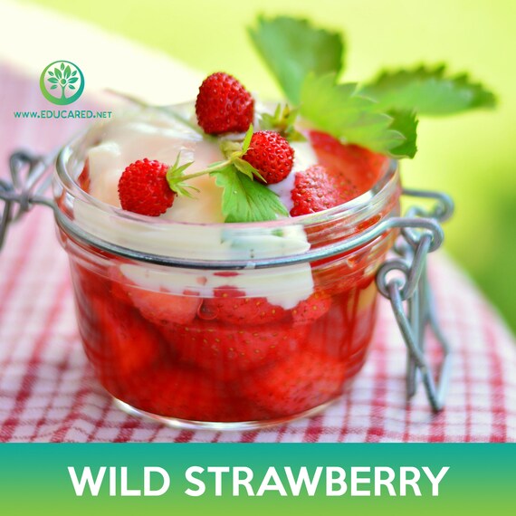 Wild Strawberry Seeds, Alexandria Alpine Strawberry - Etsy