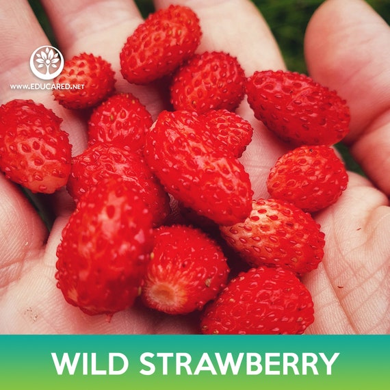 Wild Strawberry Seeds, Alexandria Alpine Strawberry - Etsy Norway