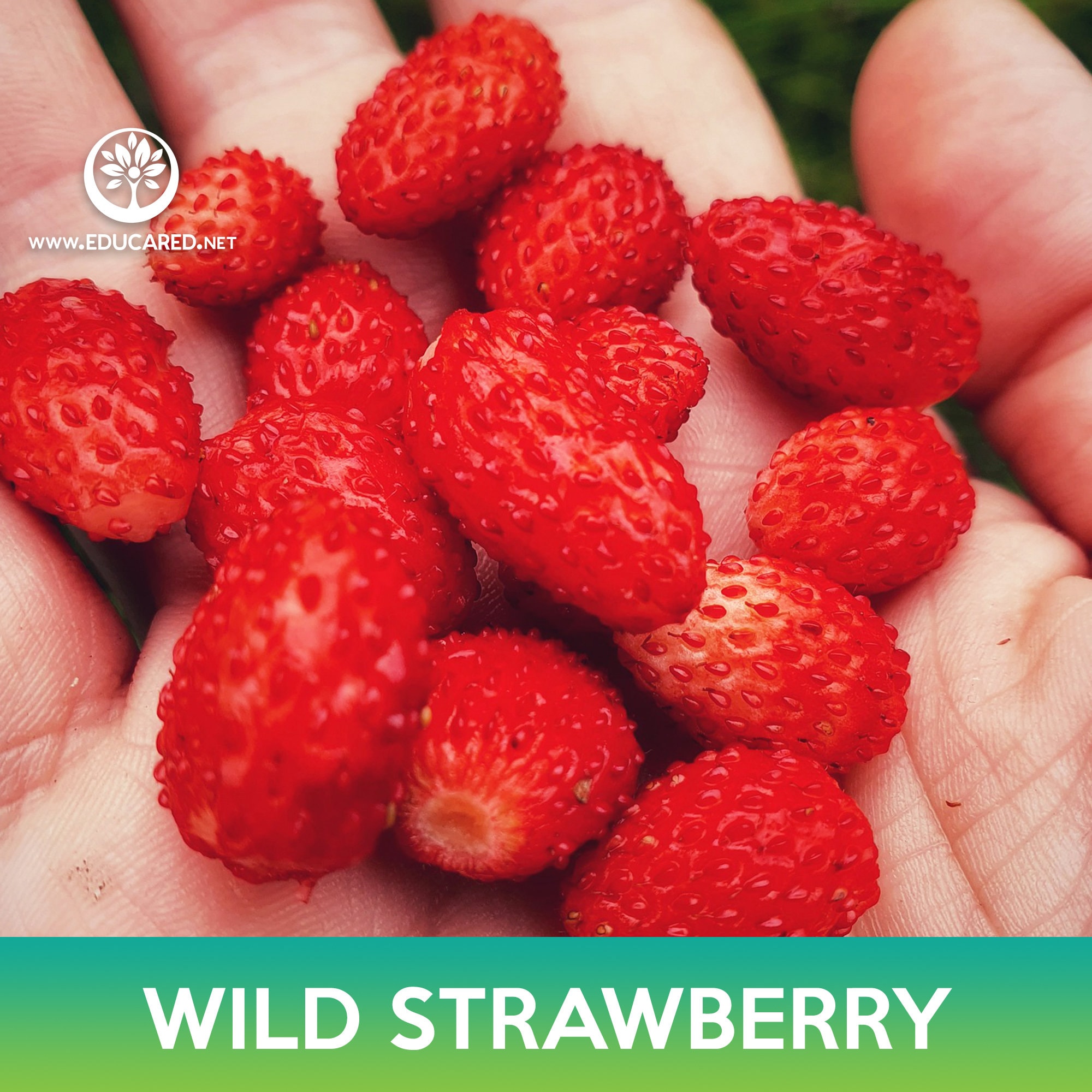 【18点セット】 WILD STRAWBERRY Wild Strawberry Seeds, Alexandria Alpine Strawberry - Etsy