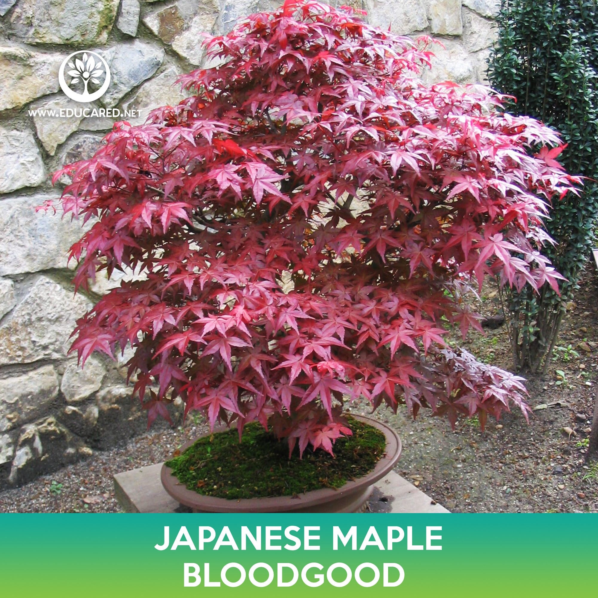 Bloodgood Japanese Maple Tree Seeds, Acer palmatum atropurpureum