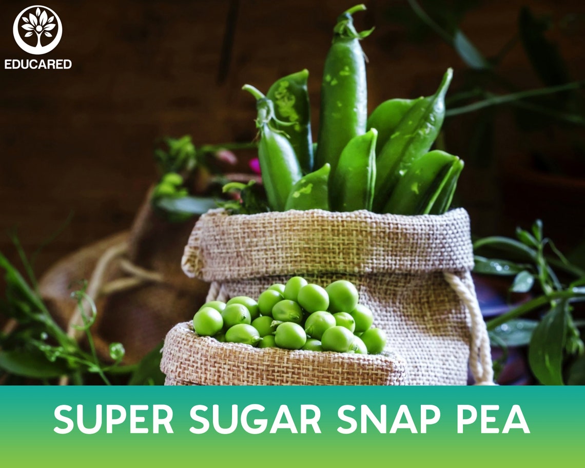 sugar snap peas seed sugar snap peas seed