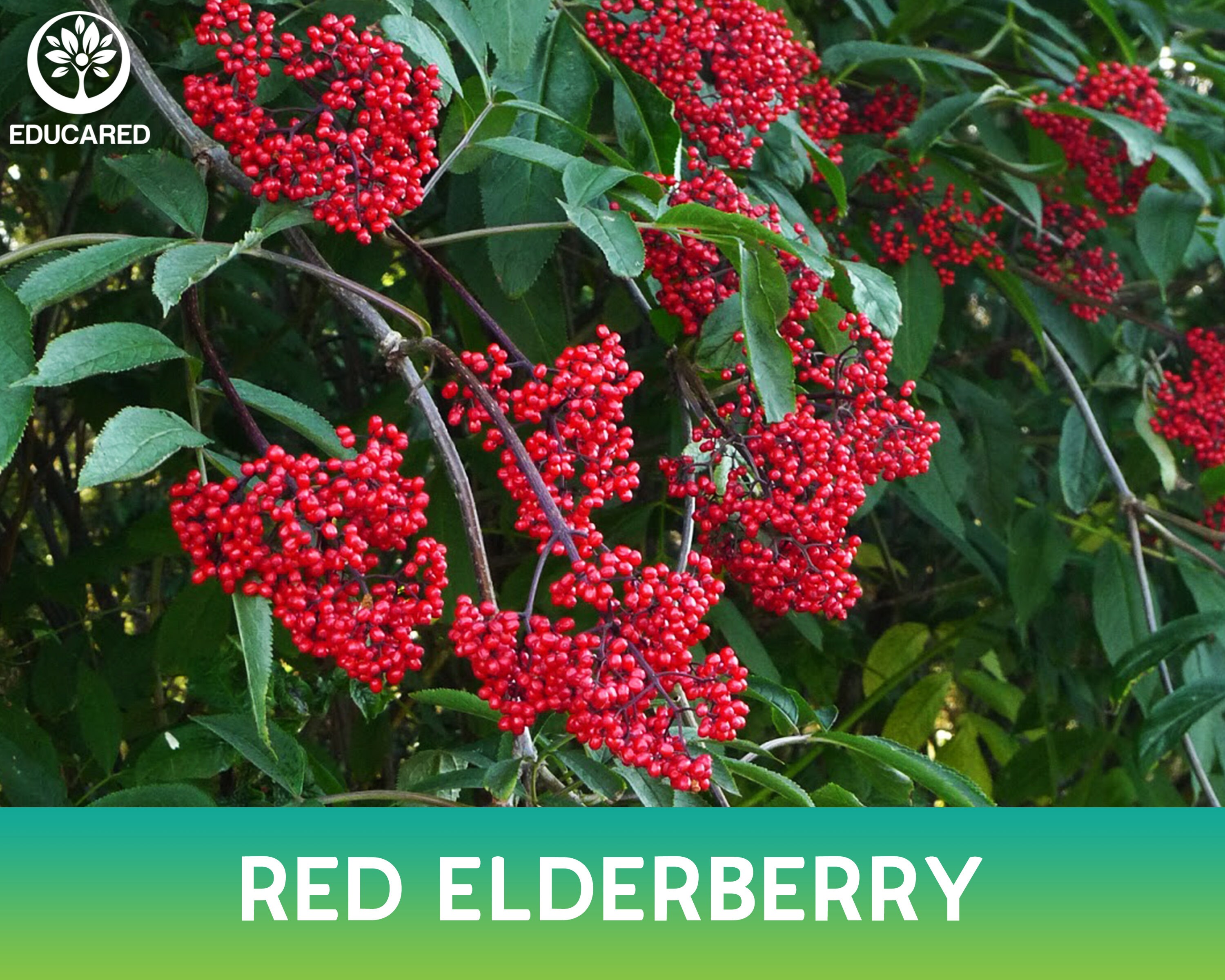Red Elderberry Organic Seed Fruit Seeds Perennial Plant Etsy
