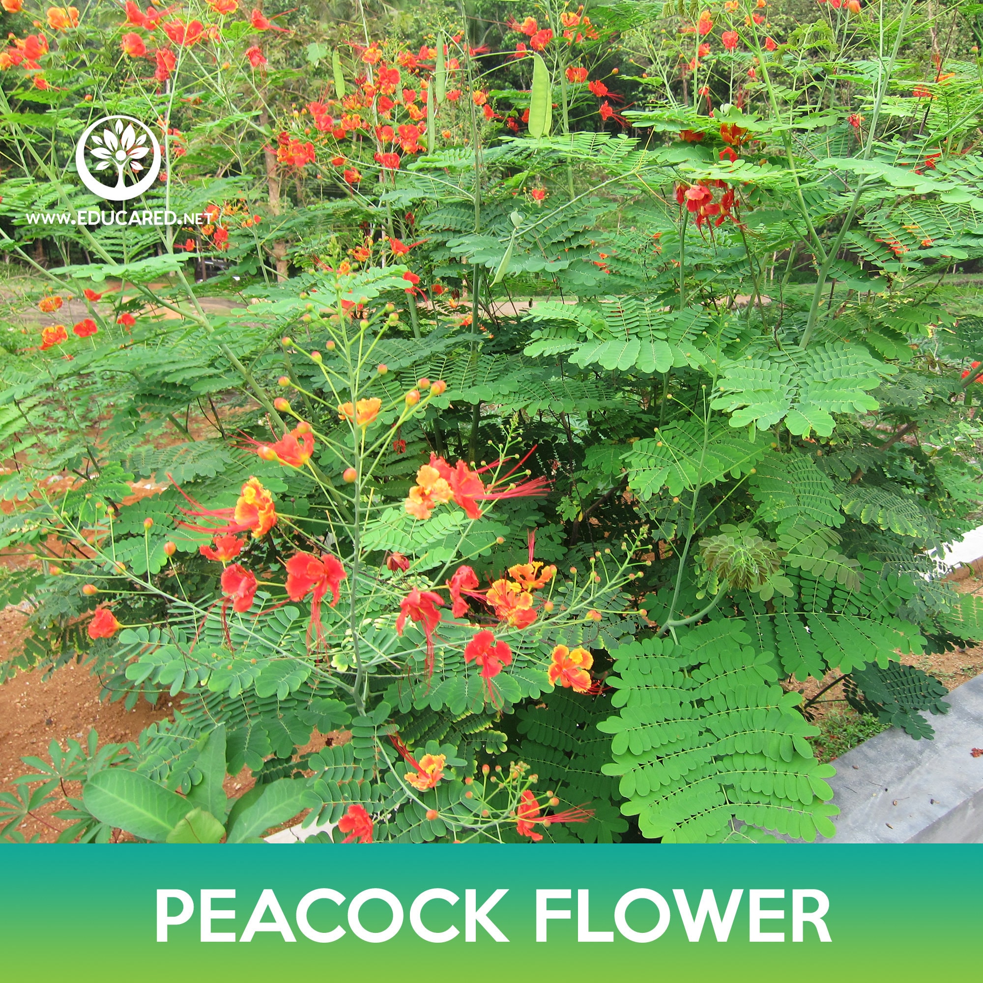 wildflower seeds for sale Deer Resistant, Wildflower mix, Garden Flowers, Perennial Flowers, Annual  Flowers  Elk Mound Seed