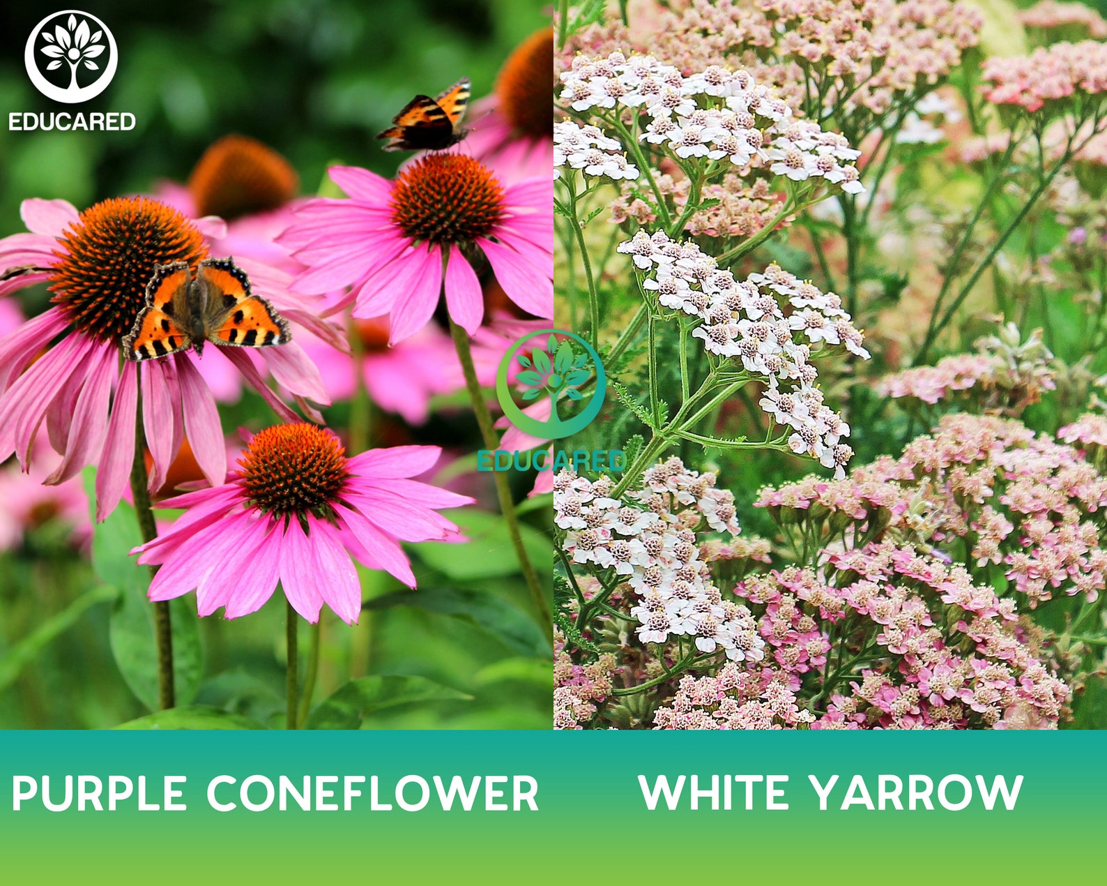 Deer Resistant Wildflower Mix Organic Seed Flower Mix Blend Etsy