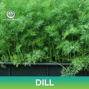 May include: A close-up of a large container filled with fresh green dill plants. The container is black and the plants are lush and vibrant. The word "DILL" is written in white letters on a green background below the container.