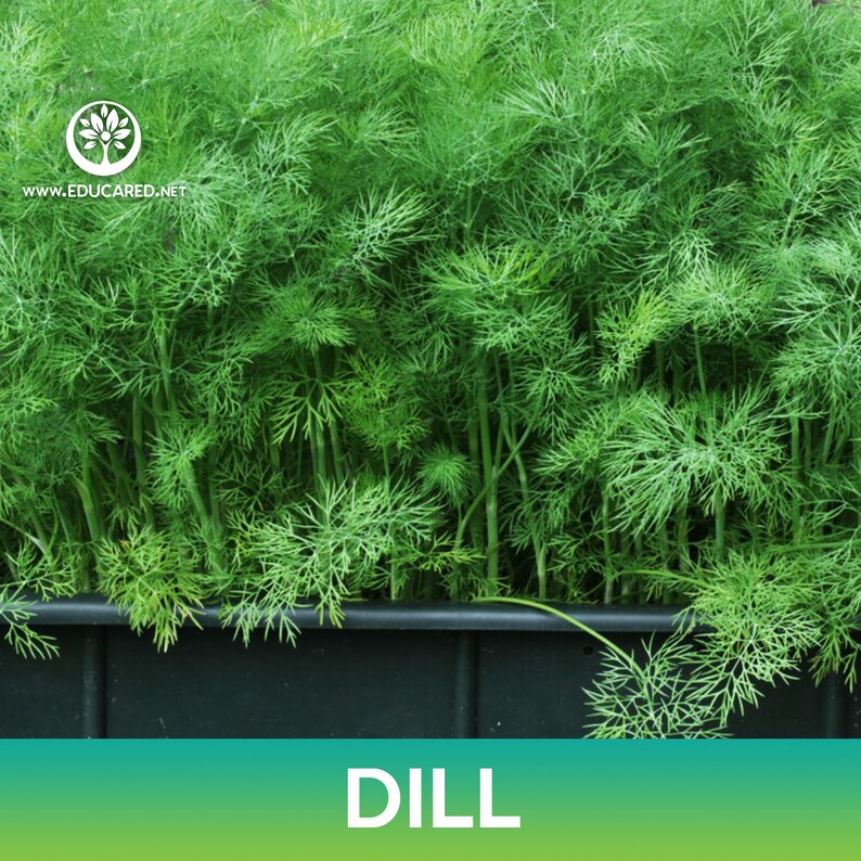 May include: A close-up of a large container filled with fresh green dill plants. The container is black and the plants are lush and vibrant. The word "DILL" is written in white letters on a green background below the container.