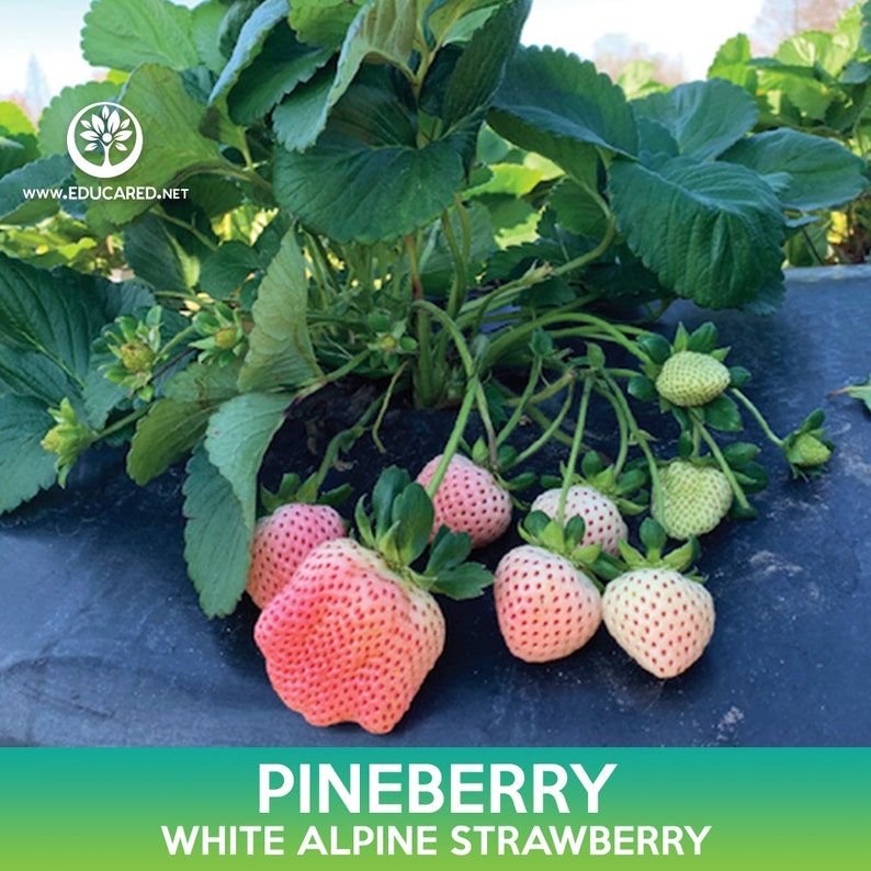 Pineberry Ripe Pineberry Seeds, White Alpine Strawberry - Etsy