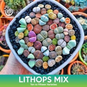 May include: A close-up view of a white ceramic pot filled with a variety of Lithops succulent plants. The plants are arranged in a circular pattern and are of different colors, including green, brown, pink, and white. The pot is sitting on a black surface. The text "Lithops Mix" and "Ten to Fifteen Varieties" is displayed below the pot.