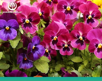 May include: A close-up of a mix of purple, pink, and yellow Swiss Giant Pansy flowers. The flowers are in full bloom and have a variety of different patterns.