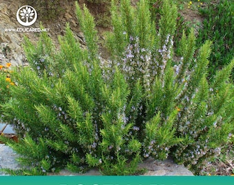 Rosemary Seeds