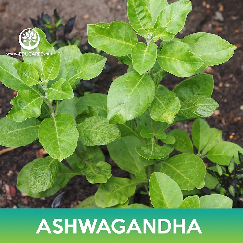 May include: A close-up of a green Ashwagandha plant with lush leaves. The plant is growing in a garden setting.