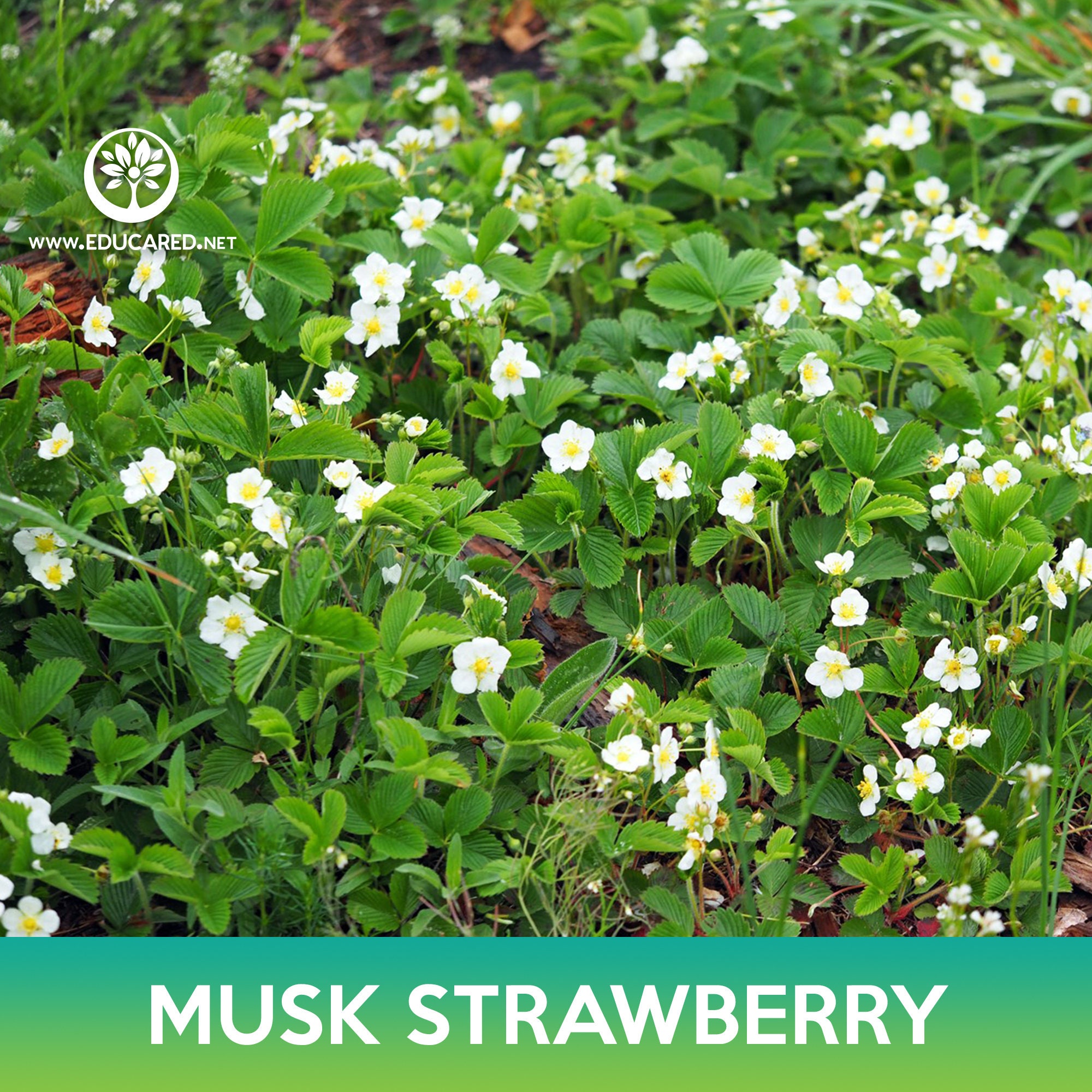 Musk Strawberry Plants