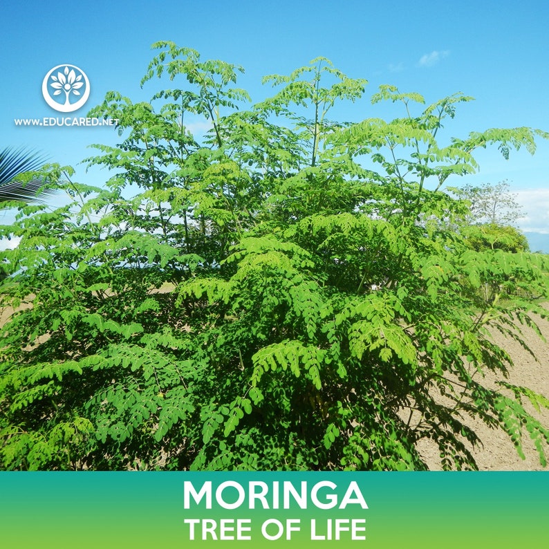 Może przedstawiać: Zielone drzewo moringa z bujną zielenią na tle jasnoniebieskiego nieba. Na dole obrazu widnieje napis "MORINGA TREE OF LIFE".