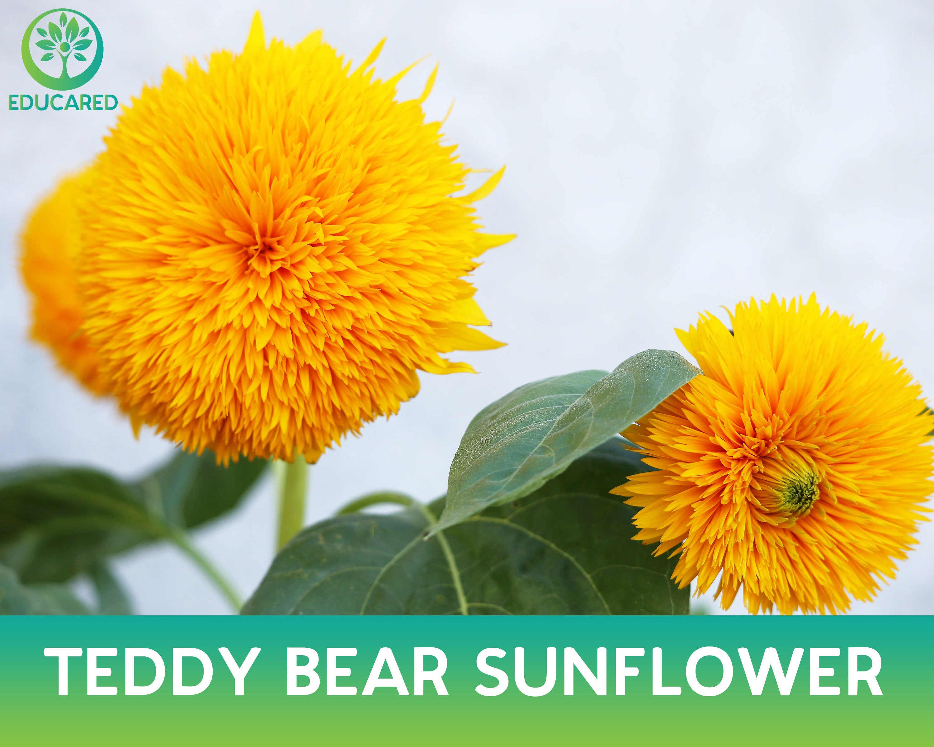 Подсолнечник махровый санголд. Подсолнечник санголд махровый желтый. Подсолнечник медвежонок тедди. Подсолнух медвежонок тедди. Подсолнечник декоративный мэджик f1.