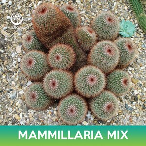 Mammillaria: A Spiny Beauty In A Pot - Foto 3