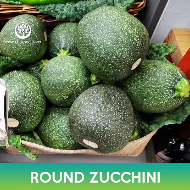 Round Zucchini Seeds - Etsy
