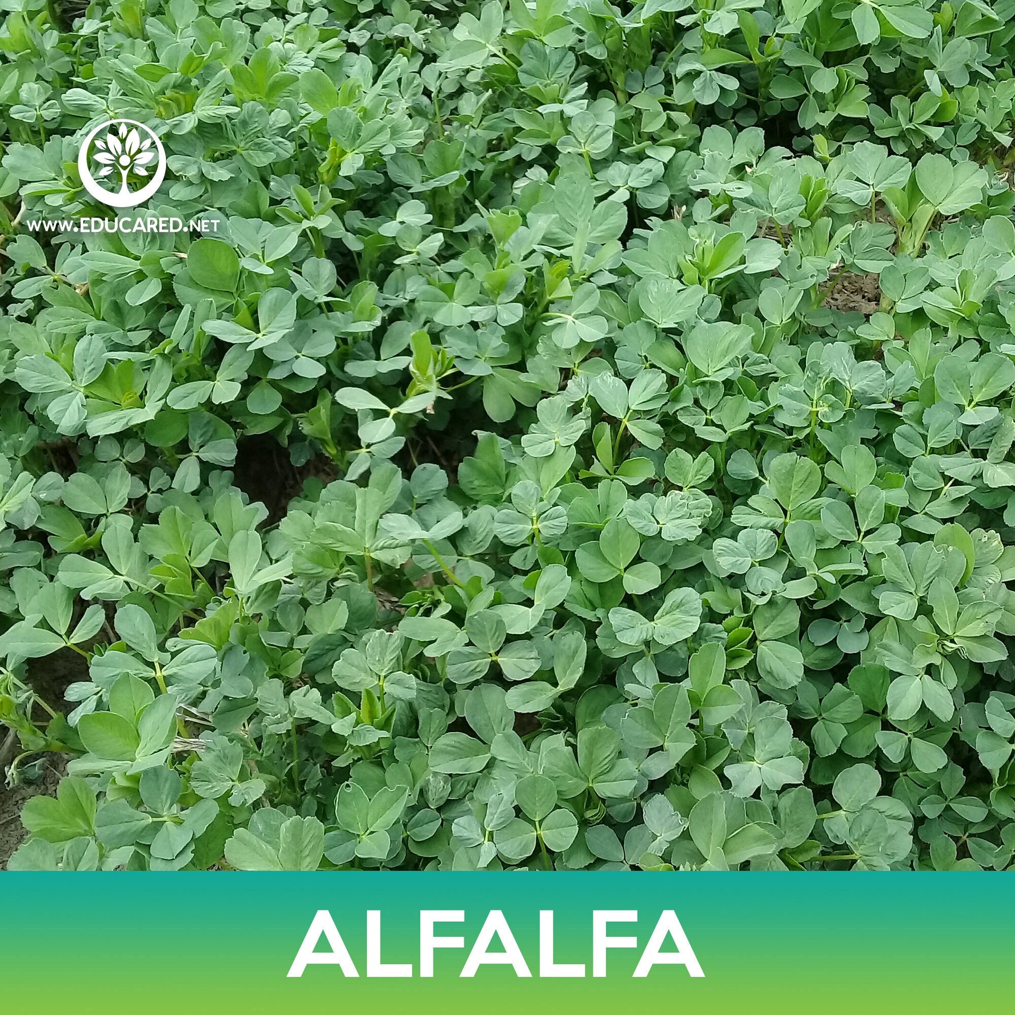 Alfalfa Seeds