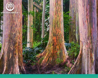 Rainbow Eucalyptus Tree Seeds, Eucalyptus deglupta