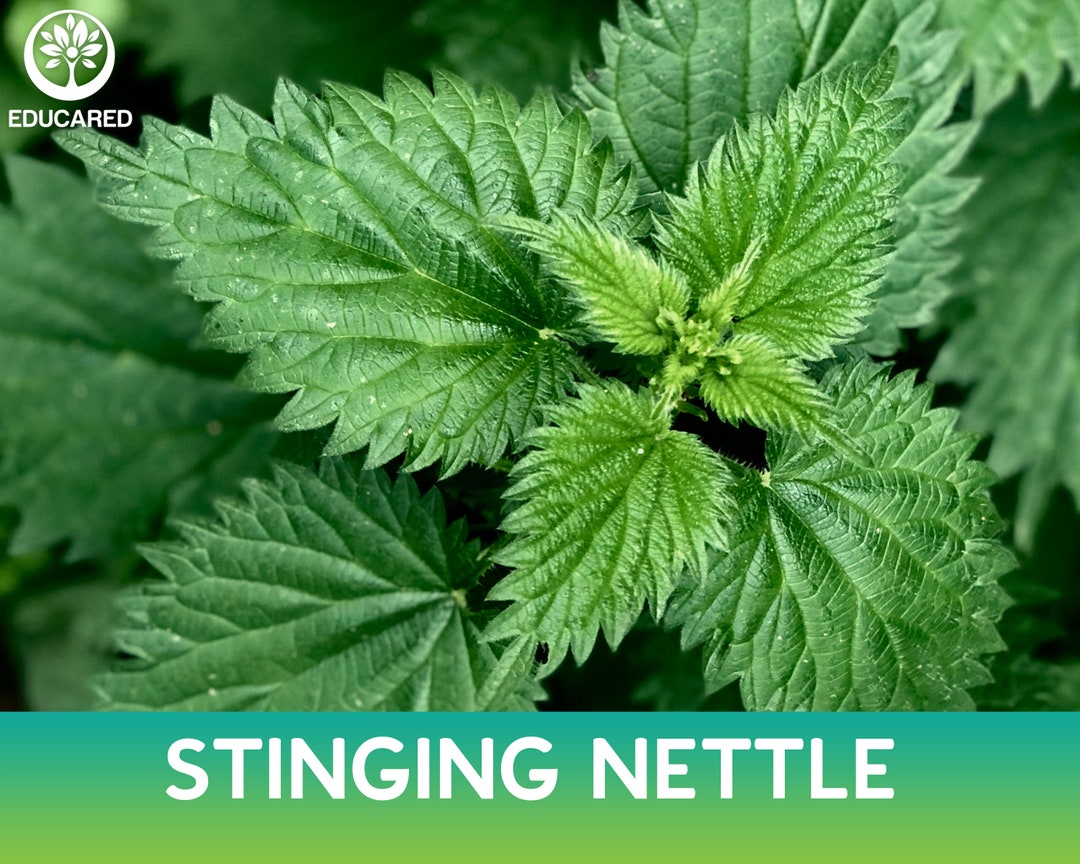 Stinging Nettle Seed, Urtica Dioica - Etsy